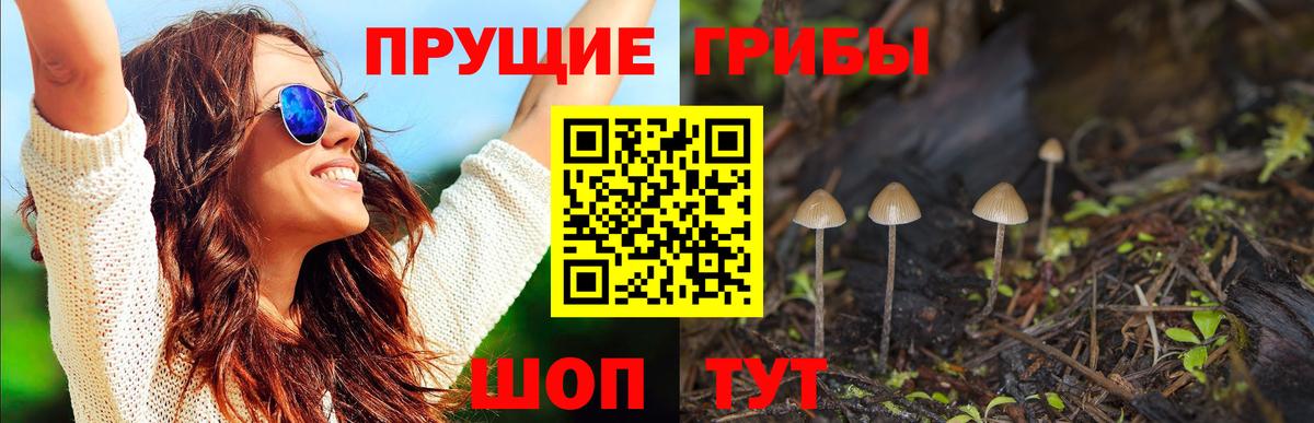 Псилоцибиновые грибы Psilocybine cubensis Балтийск